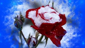 Футаж. Цветы на снегу 14