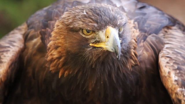 Сонник Орёл. Сонник толкование Орёл. К чему снится Орёл. смотреть онлайн