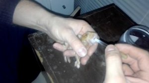 КРОЛИКИ.  КОРМИМ КРОЛЬЧАТ ИЗ ПИПЕТКИ