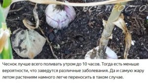 Когда прекращать поливать чеснок