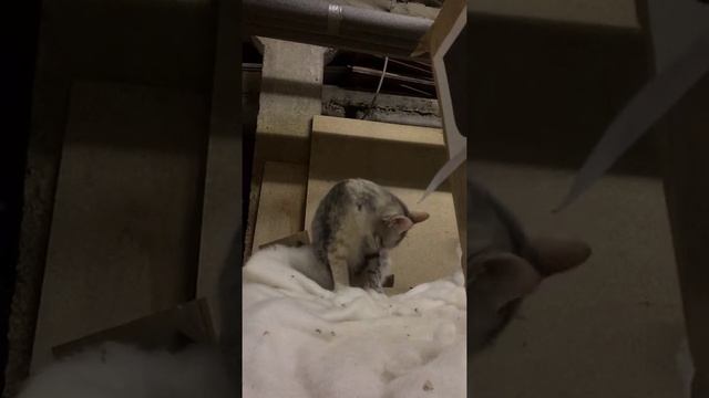 Скрытая Камера ? Слижу за кошкой!!! смотреть онлайн