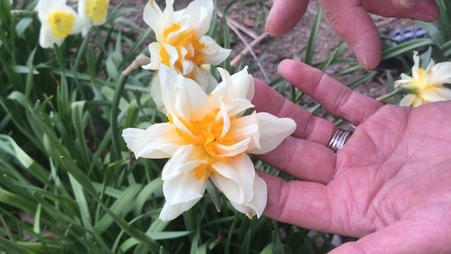 One of the 1st Double Daffodils – Yellow Cheerfulness, How to Plant & Nurture This Landmark Heirloo смотреть онлайн