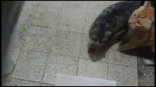 Гречневую кашу кушает Мурка смотреть онлайн