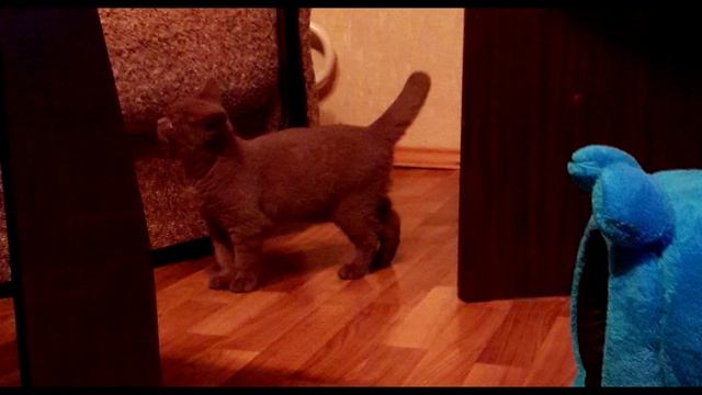 Мой Котик Тортик ♡♥♡ Британский кот Циннамон смотреть онлайн