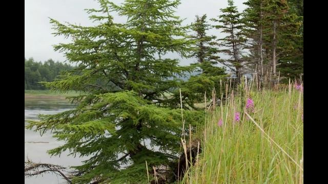 Загадочные Шантарские острова