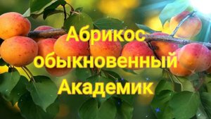 Абрикос обыкновенный Академик ?обзор: посадка, характеристики растения, саженцы Абрикос Академик