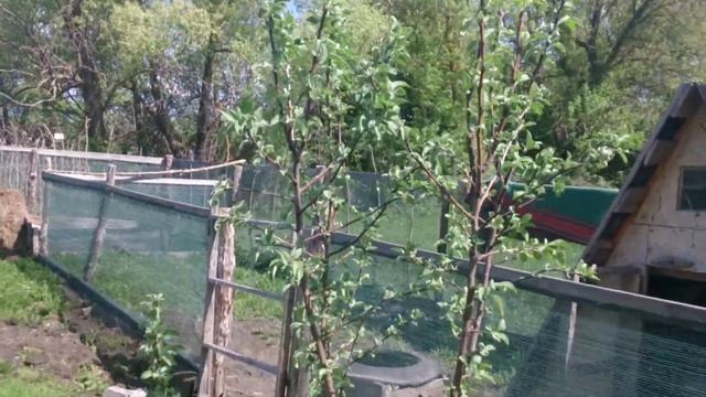 супер простой брудер для цыплят смотреть онлайн