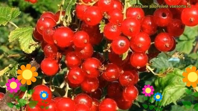 Смородина красная Памятная. Краткий обзор, описание характеристик ribes rubrum Krasnaya Pamyatnaya