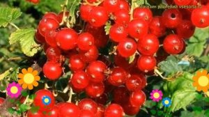 Смородина красная Памятная. Краткий обзор, описание характеристик ribes rubrum Krasnaya Pamyatnaya