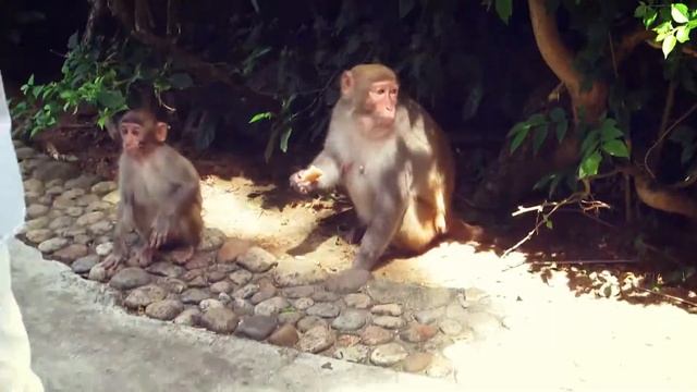 #5 экскурсия "остров обезьян", о. Хайнань смотреть онлайн