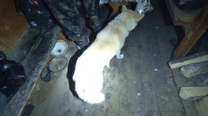 МЕДВЕДЬ ВЫБИЛ В ИЗБУШКЕ ОКНО! ПРОБИВАЕМСЯ В ТАЙГУ НА БУРАНЕ / ЖИЗНЬ В ЛЕСУ У РЕКИ.