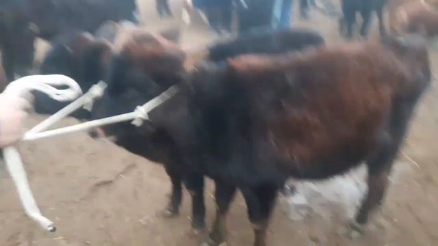 JONDOR MOL BOZORI BUĢOZ VA YOSH BUQACHA   VA GUNAJINLAR