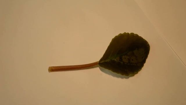 ?3 простых способа укоренения черенка фиалки. Как размножить фиалку листом смотреть онлайн