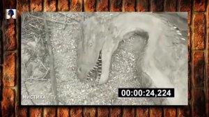 Труп Динозавра снятый на Видео