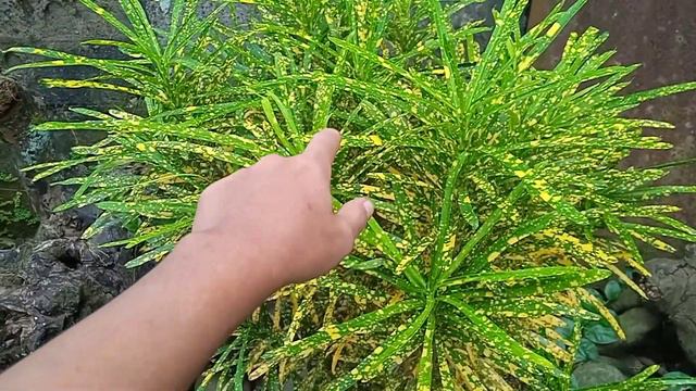 Our Croton San Francisco Plants смотреть онлайн