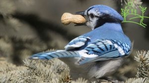 Голоса птиц Как поёт Сойка (Garrulus glandarius).mp4