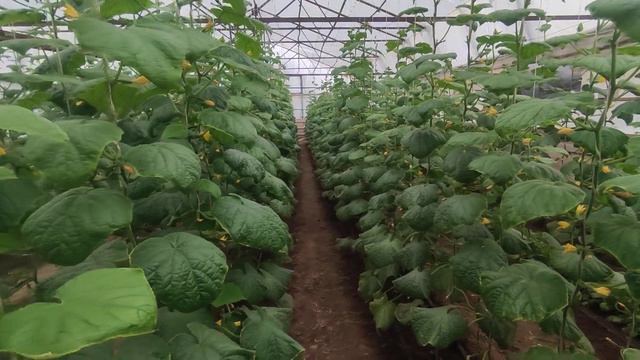 подготовка грунта для рассады смотреть онлайн