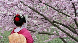 Цвет сакуры- Владимир Потапов