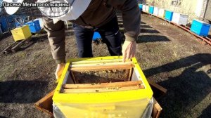 Сокращение пчелиного гнезда в зиму