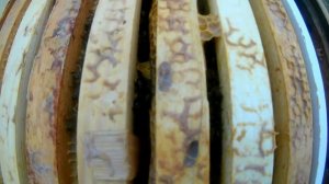 Зимовка пчёл на улице. Вентиляция ульев. Сетчатое или глухое дно.