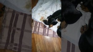 Помогаю принять роды. ЛЮБИМОЙ ТАКСЕ.