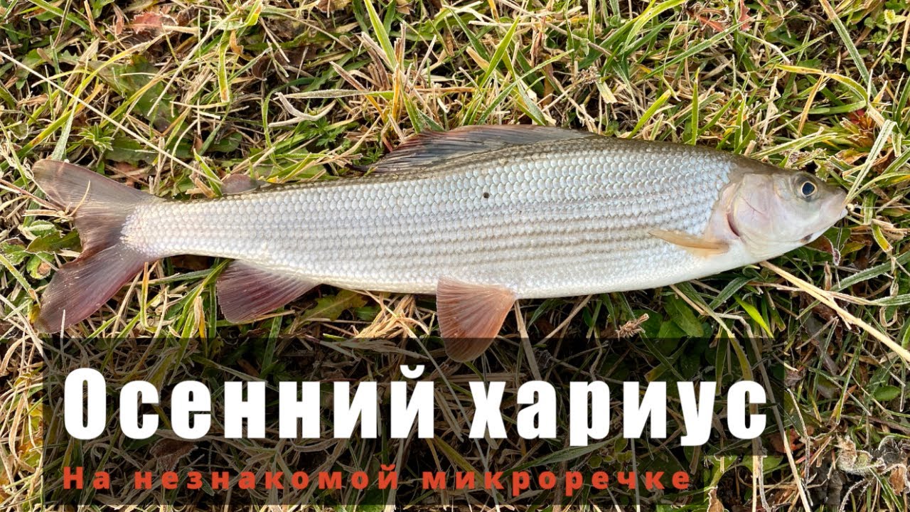 осенний хариус
