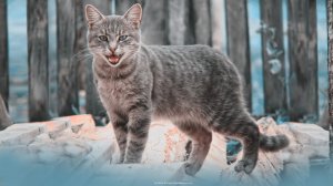 А кошка у ног неизвестной породы учила ее чувству гордой свободы