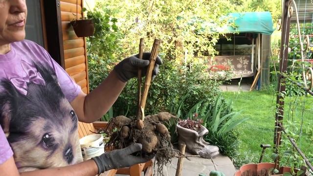 ГЕОРГИНЫ//Всё что нужно знать//Черенкование, размножение, омолаживание и посадка. смотреть онлайн