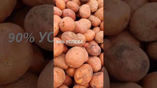 Картофель для бизнеса. Сорта различного назначения.