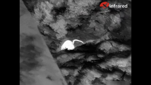 INFIRAY T2 PRO Thermal Imager Review смотреть онлайн