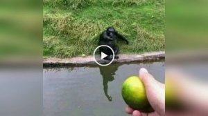 Как обмануть обезьяну