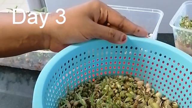 Microgreens In Malayalam Without Soil/മണ്ണില്ലാതെ ഇലച്ചെടികൾ വീട്ടിൽ വളർത്തം / Lockdown Activitives