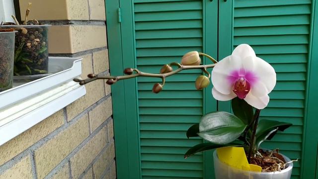 Первый пошёл!!!! 🌺Начало цветения Phal. Mountion#орхидеи #уходзаорхидеями