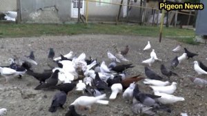 Голубь которыи Терпит жажду и голод