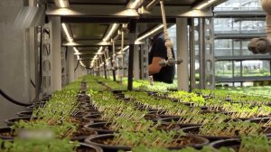 VERTICAL FARMING | КАК РЕШАЮТ ПРОБЛЕМУ ГОЛОДА С ПОМОЩЬЮ ВЕРТИКАЛЬНОГО ЗЕМЛЕДЕЛИЯ