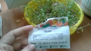Зелень на подоконнике. Кресс салат ЗАБАВА