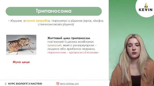 Одноклітинні тварини та губки I Школа KEVIN смотреть онлайн