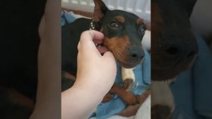 Лакомство для собаки. Баранья нога)