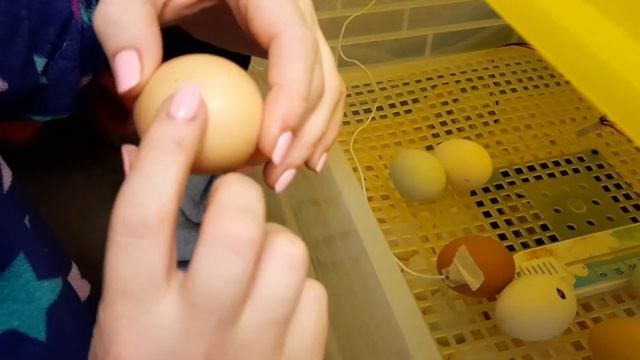 Начался наклёв 20 сутки. смотреть онлайн