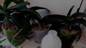 ОРХИДЕИ 80 /ОБРАБОТКА ОРХИДЕЙ ОТ ВРЕДИТЕЛЕЙ/ ПРОФИЛАКТИЧЕСКАЯ ОБРАБОТКА ОРХИДЕЙ ФИТОВЕРМОМ /