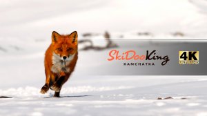 SkiDooKing Kamchatka - первая российская снегоходная школа 4К