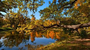 Чарующая осень #1 // Звуки природы / Релакс