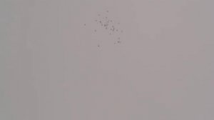 Будапештские голуби 4