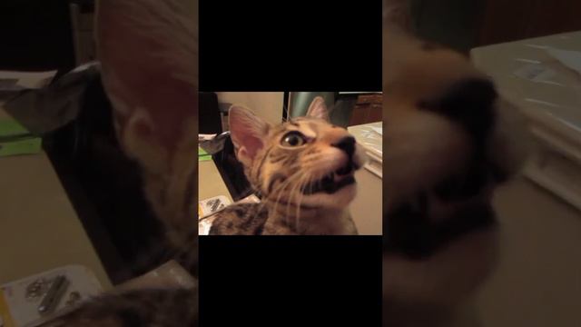 Коты смеются #ржака #умора смешноевидео