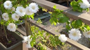 ガーデニング クレマチス ‘ダッチェスオブエジンバラ’ 小さな庭 Kibarashi Gardening Clematis 'Duchess of Edinburgh' Small Garden