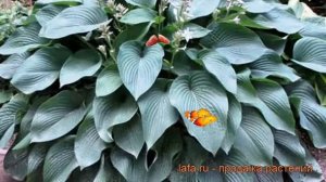 Хоста гибридная Блу Энжел (hosta) ? хоста Блу Энжел обзор: как сажать саженцы хосты Блу Энжел