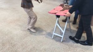 Выставка Монопородная - Русский Той - 13/01/2018