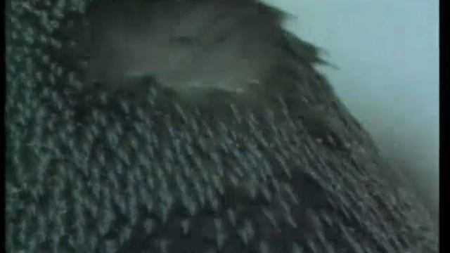 Мир животных - 1/4 смотреть онлайн