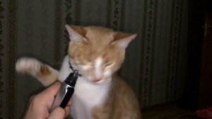 Ужас!!!Распилили кота!!!Смотреть всем!!!!