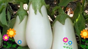 Баклажан обыкновенный Снежок (Snezhok). Краткий обзор, описание характеристик, где купить семена